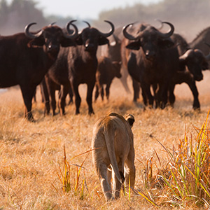Sunset safari in Kruger National Park with golden light and wildlife sightings
