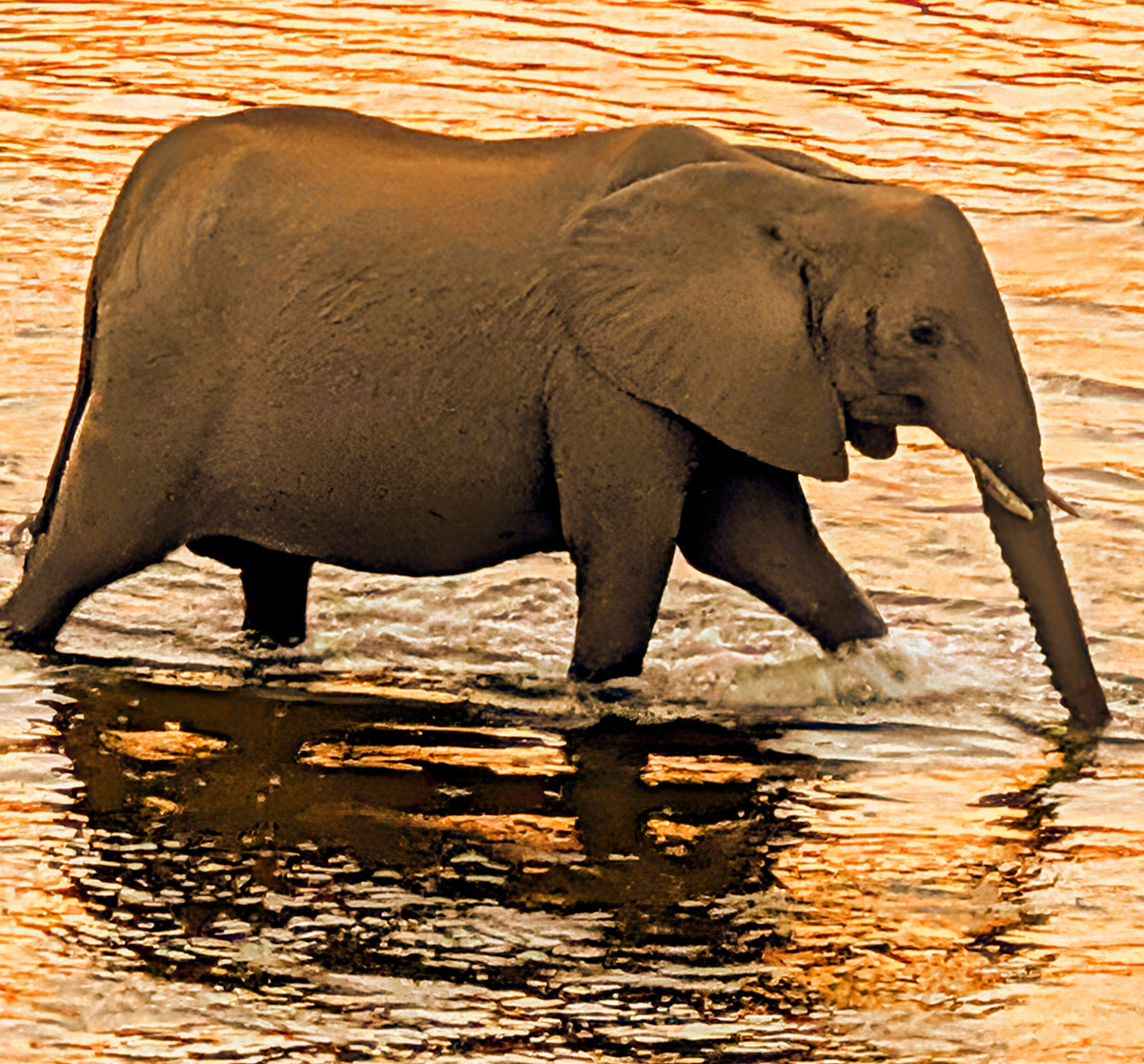 A small elephant crossing the Crocodile River during our bush dinner.
