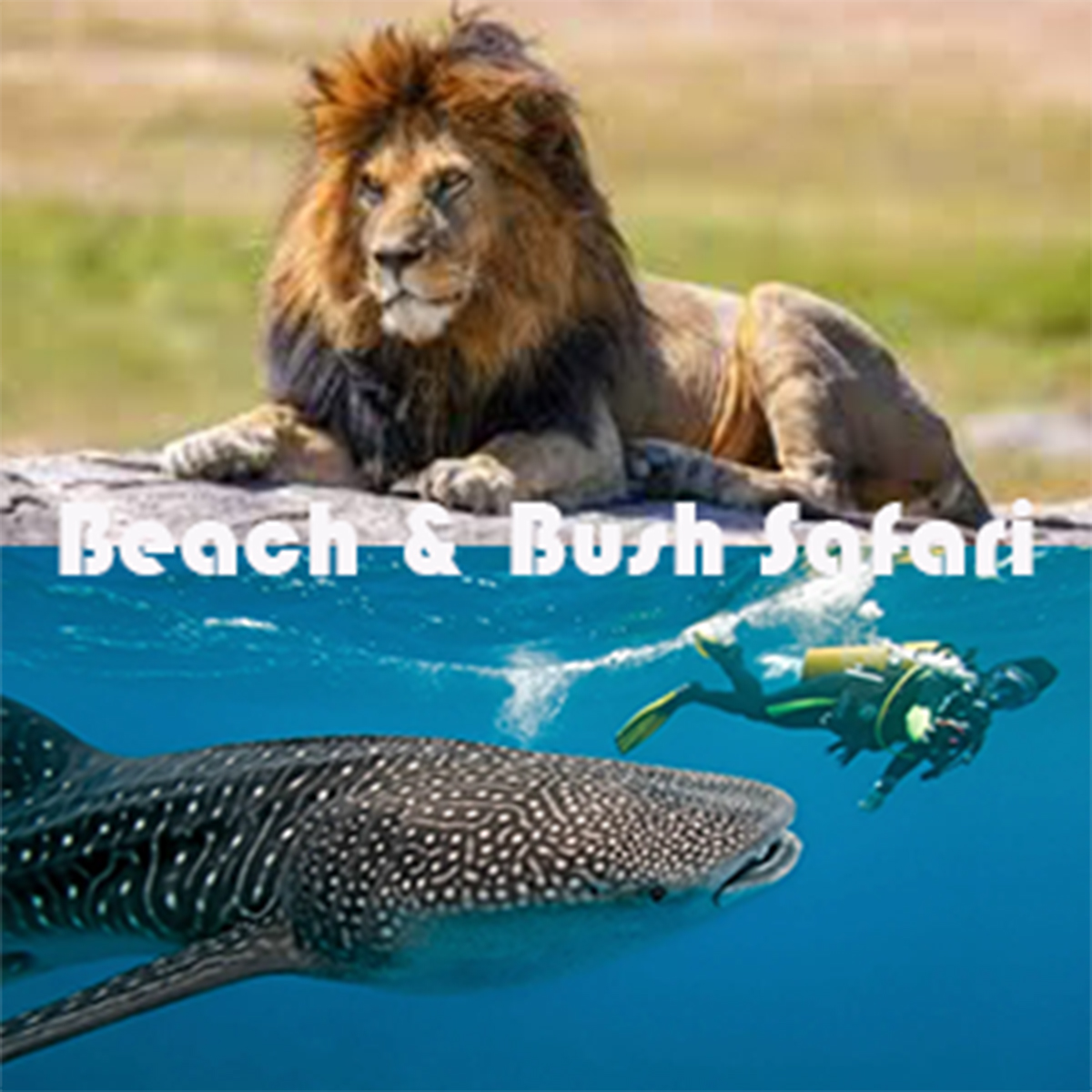 Lion in the Kruger and sharks in the Ocean