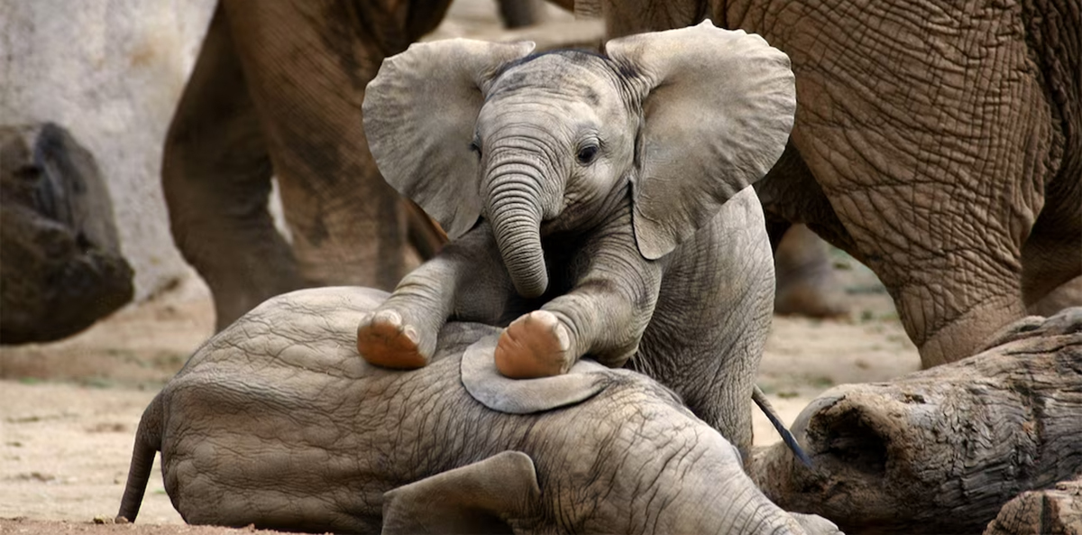 Baby Elephants in the Kruger National Park