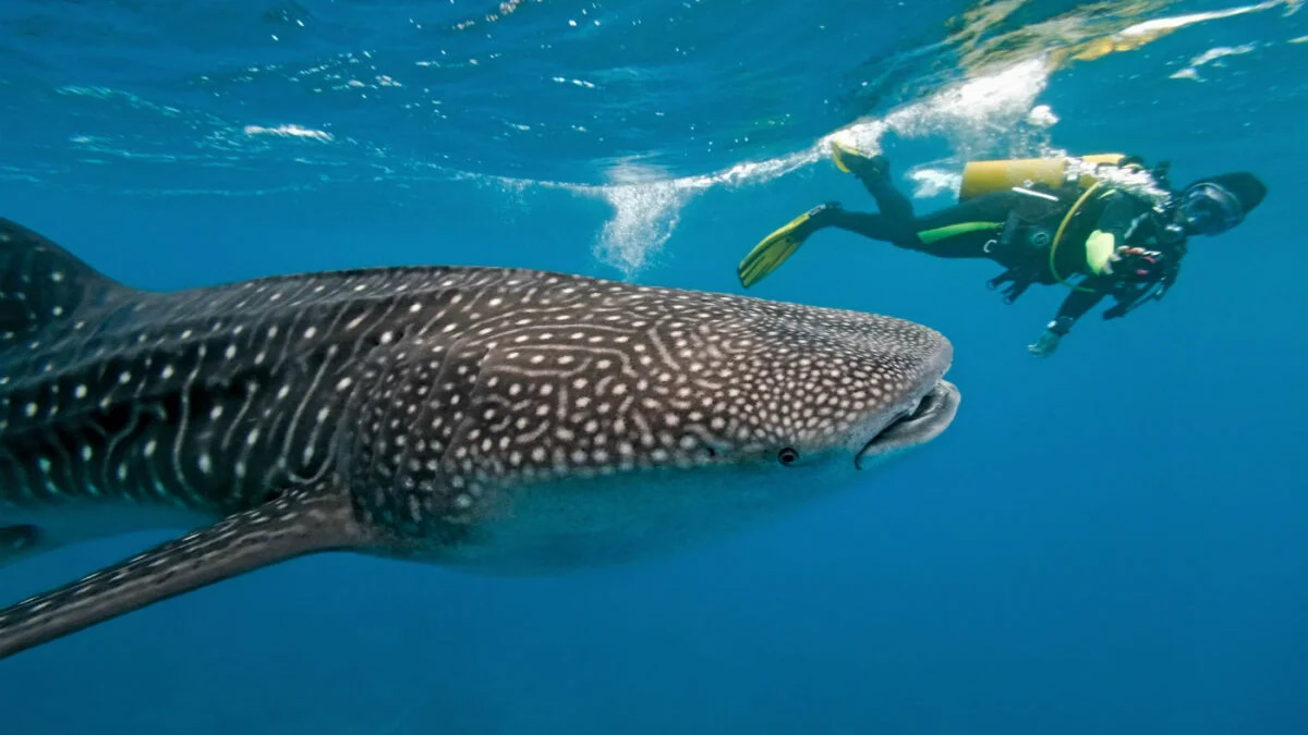 Shark at Ponta do Oura in Mozambique