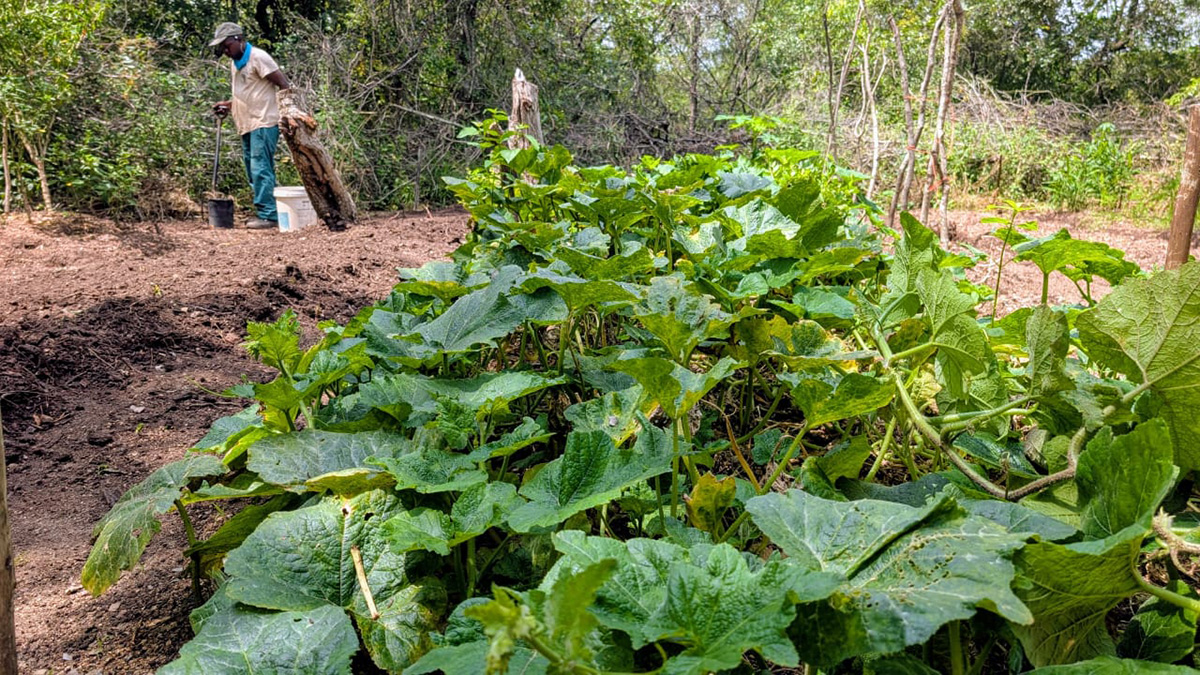 Vegtable Garden at Kruger Park Hostel