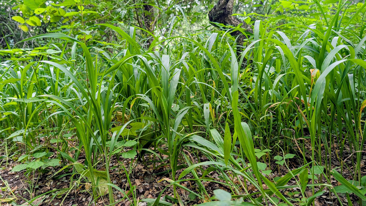 At Kruger Park Hostel, we’re rehabilitating Marloth Park’s grasslands by planting indigenous grasses—one seed at a time.