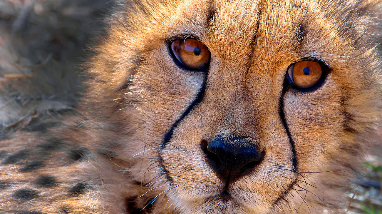 cheetah seen on game drive while on Camping Safari with Kruger Park Hostel