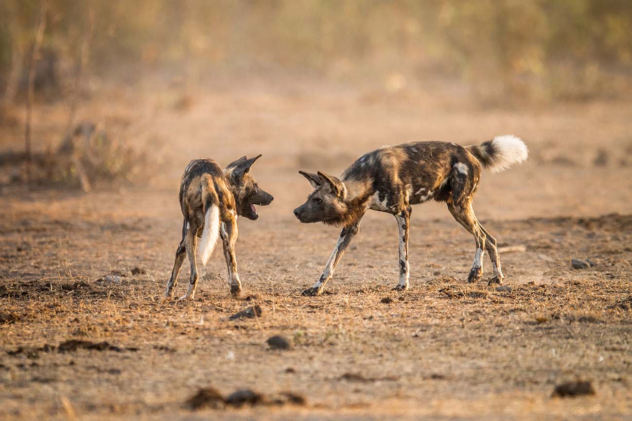 Wild Dogs seen on game drive while on Camping Safari with Kruger Park Hostel