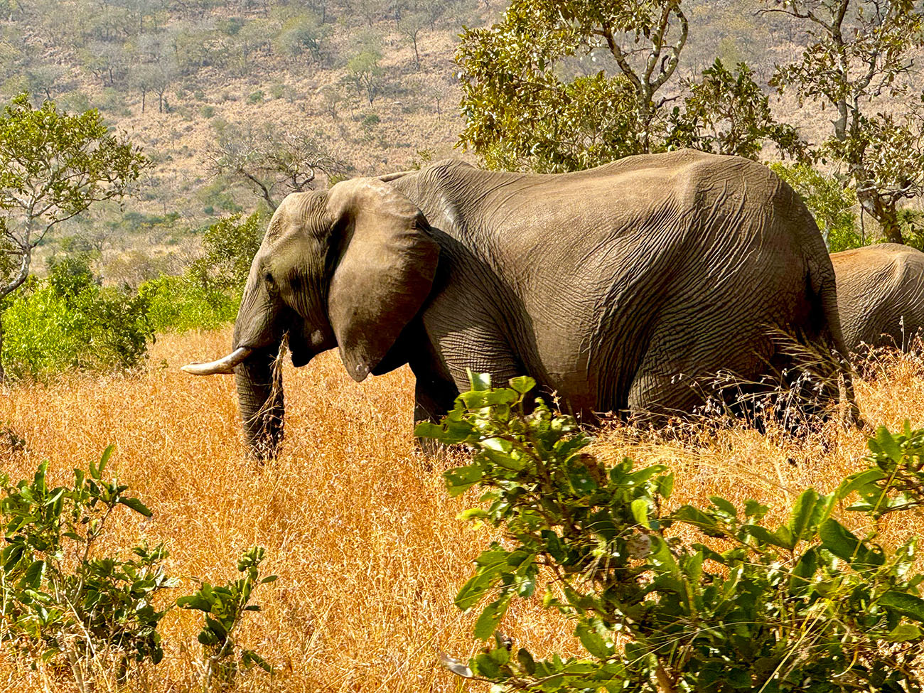 Elephant seen on game drive while on Camping Safari with Kruger Park Hostel