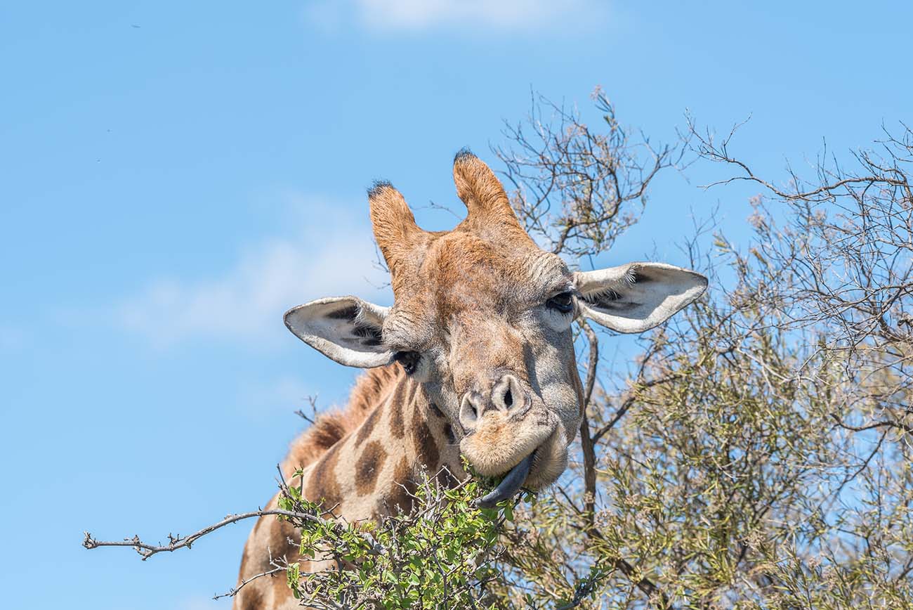 giraffe seen on game drive while on Camping Safari with Kruger Park Hostel