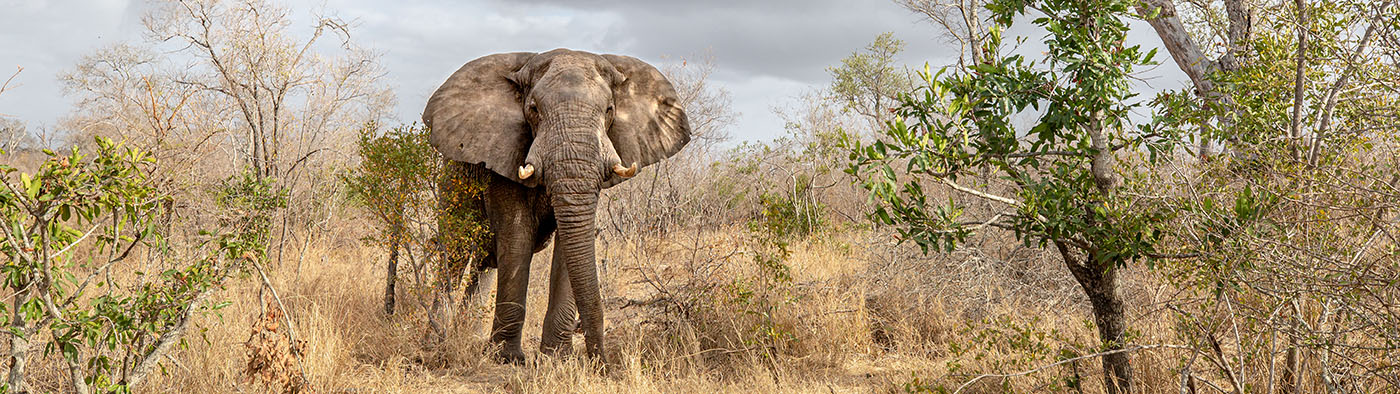 Elephant seen on Safari in the Kruger National Park