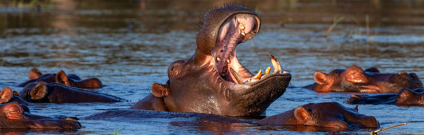 Hippo in the Kruger National Park