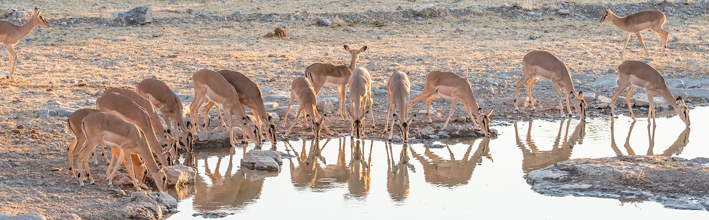 Impala