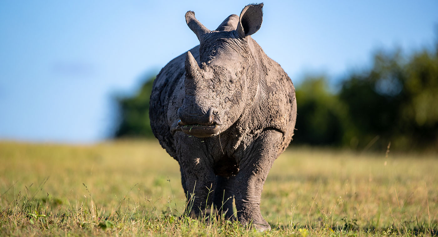 Rhino seen on Safari in the Kruger National Park