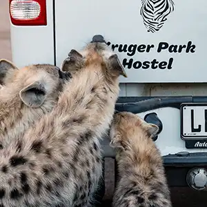 The Best Budget Safari Base Near Kruger National Park