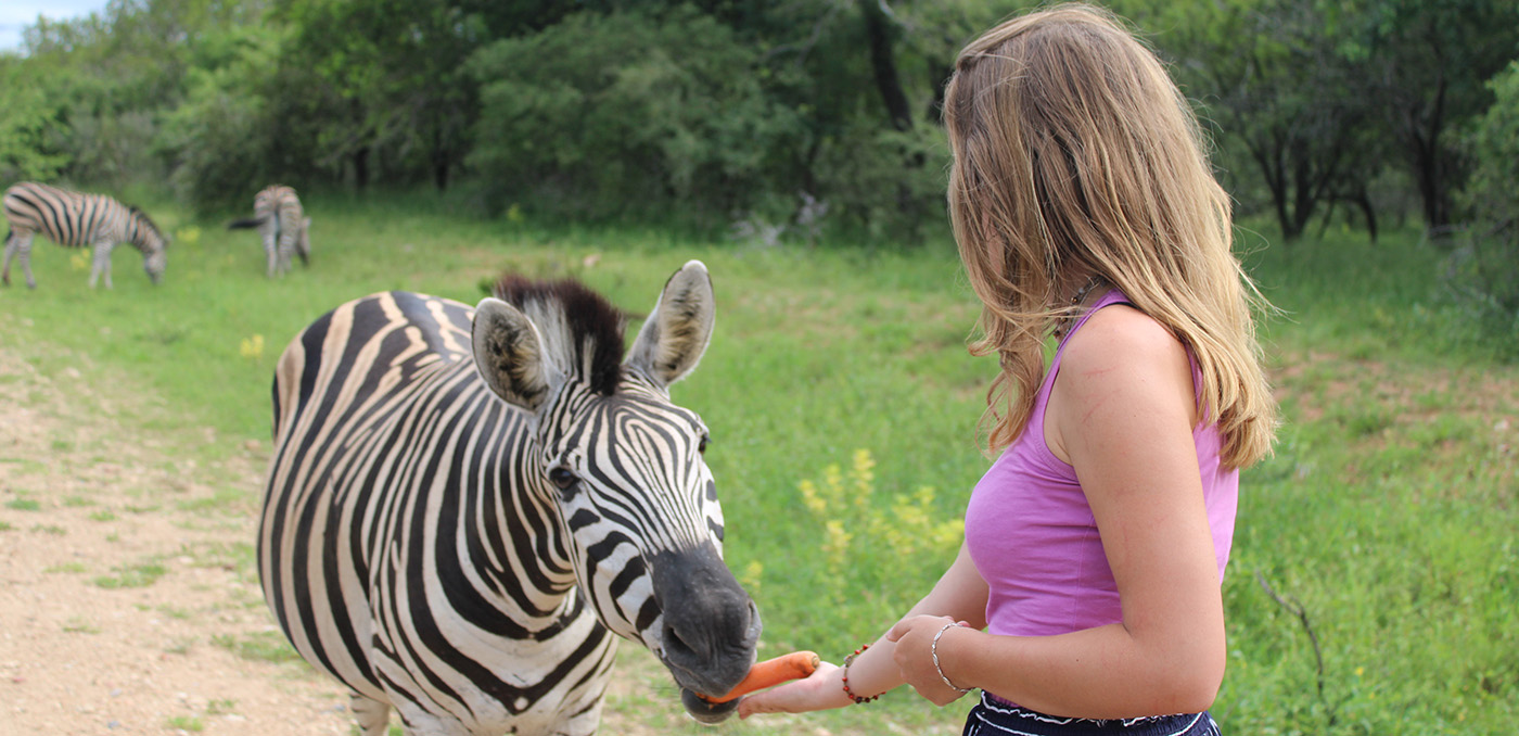 Going for a walk in Marloth Park where Kruger Park Hostel is located next the the world famous Kruger National Park, and the Zebra come up wanting some food.