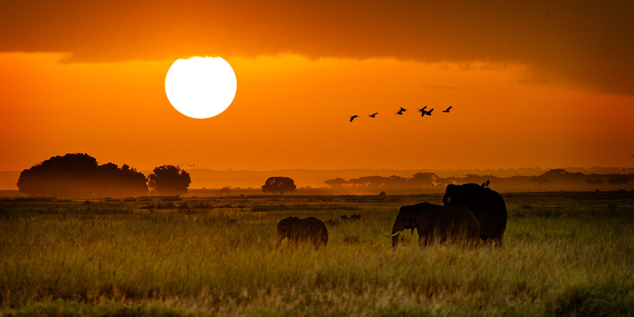 Elephants seen on Safari in the Kruger National Park