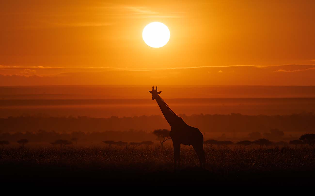 Giraff at sunset