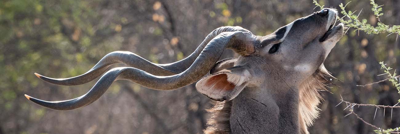 Male Kudu at Kruger Park Hostel