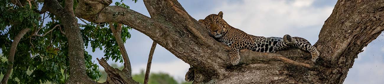 Leopard in Tree