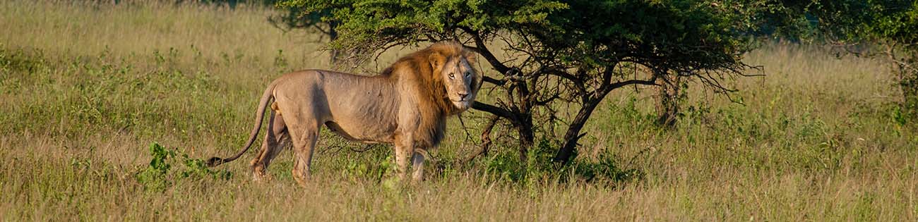 Lion seen on Safari in the Kruger National Park