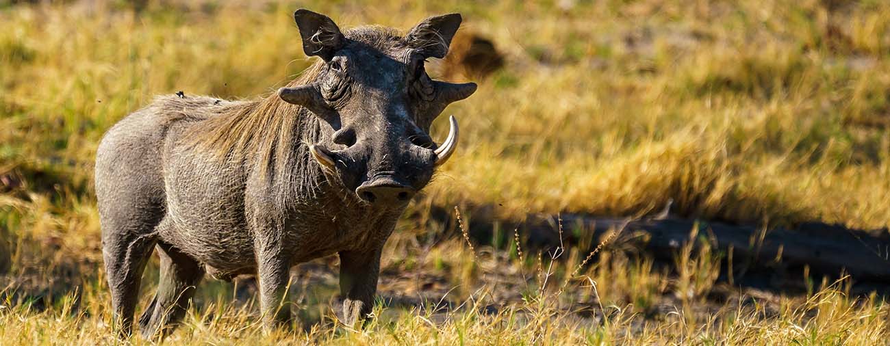 Warthog at Kruger Park Hostel