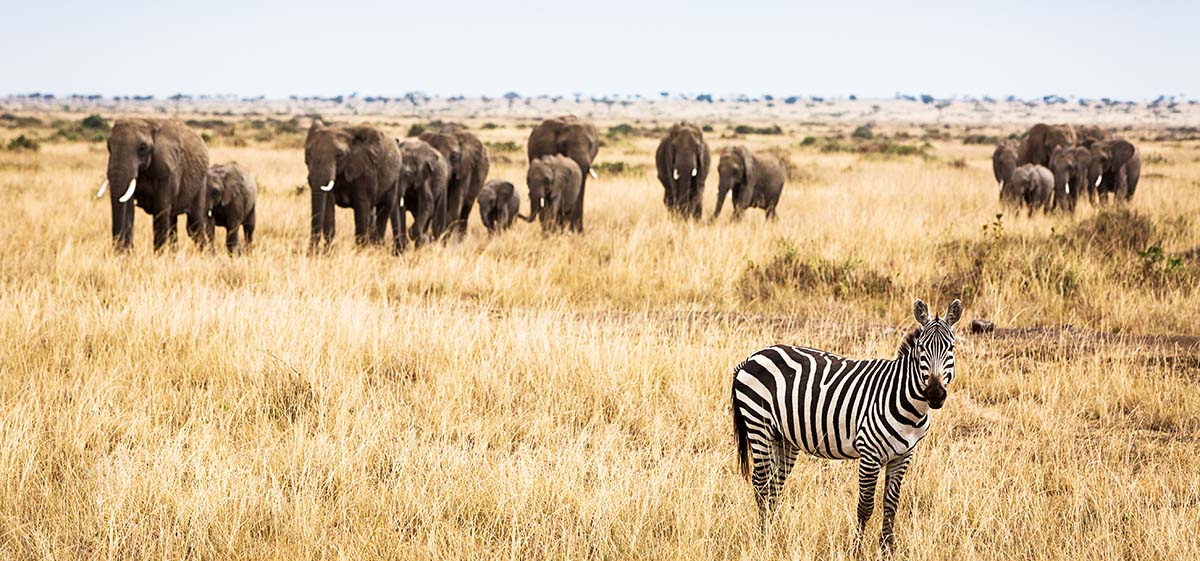 Zebra seen on Safari in the Kruger National Park