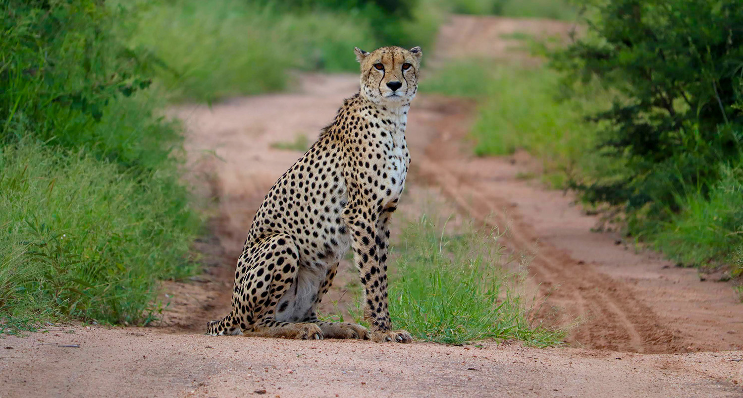 Cheetha of the Kruger Park as seem on the Game Drives offered by Kruger Park Hostel in Marloth Park