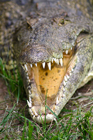 Crocodiles at Marloth Park