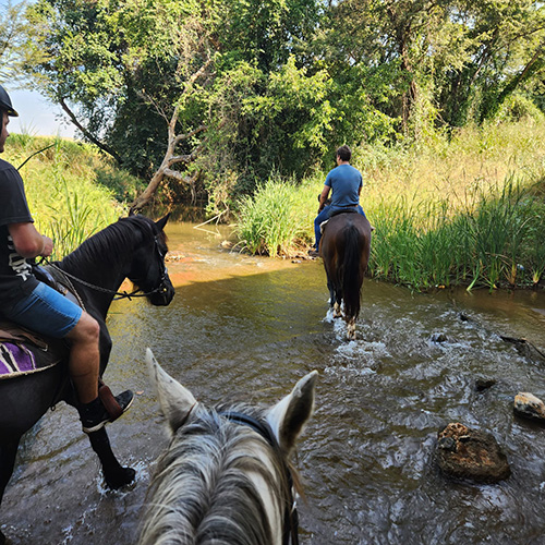 Horse riding trails in Malelane, South Africa