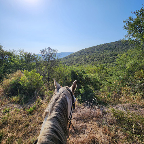 Horse riding trails in Malelane, South Africa