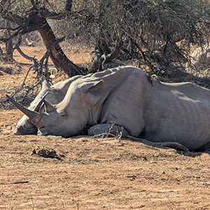Hlane Royal National Park 2 day camping safari in Eswatini