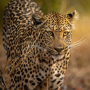 Kruger National Park camping safari with leopard sighting