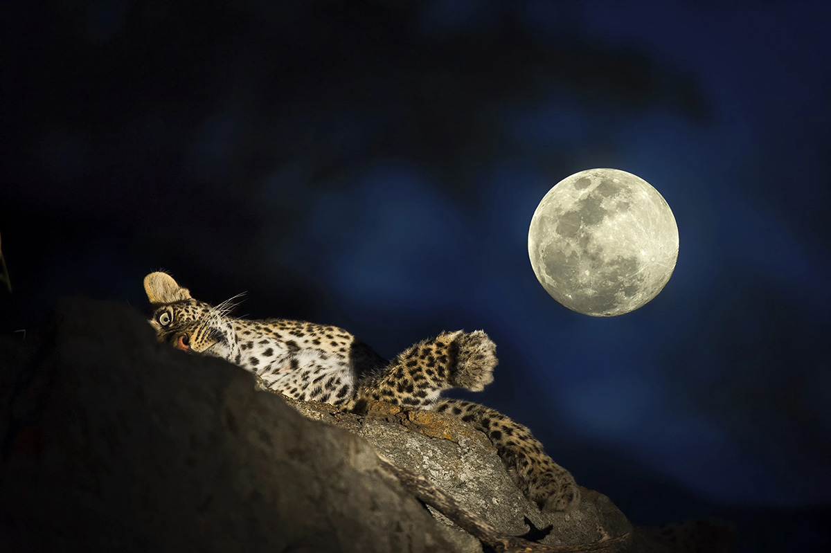 Leopard in tree during a night game drive in the Kruger National Park