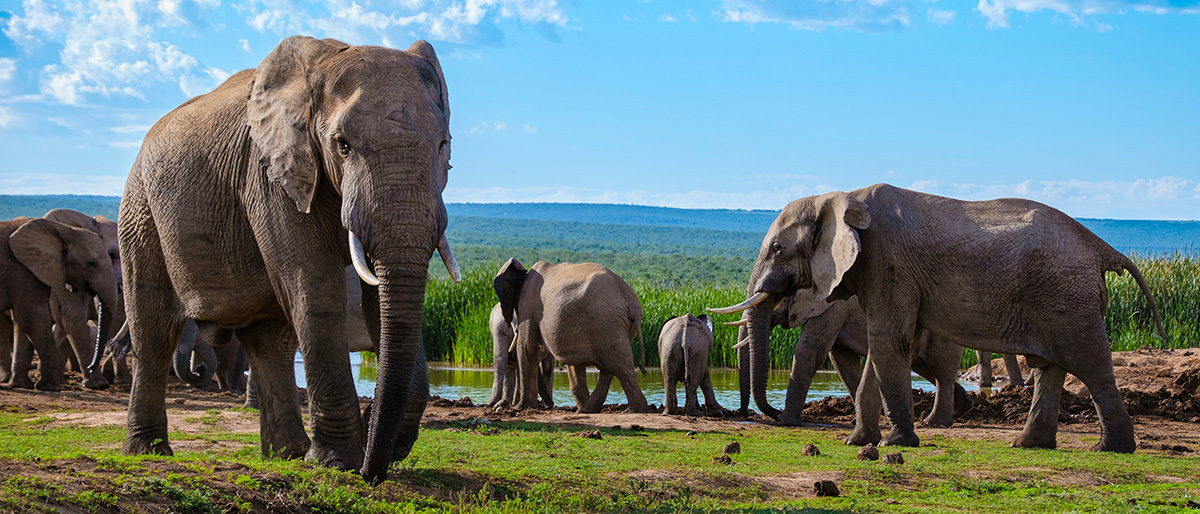 Elepahants in Addo Elephant Park