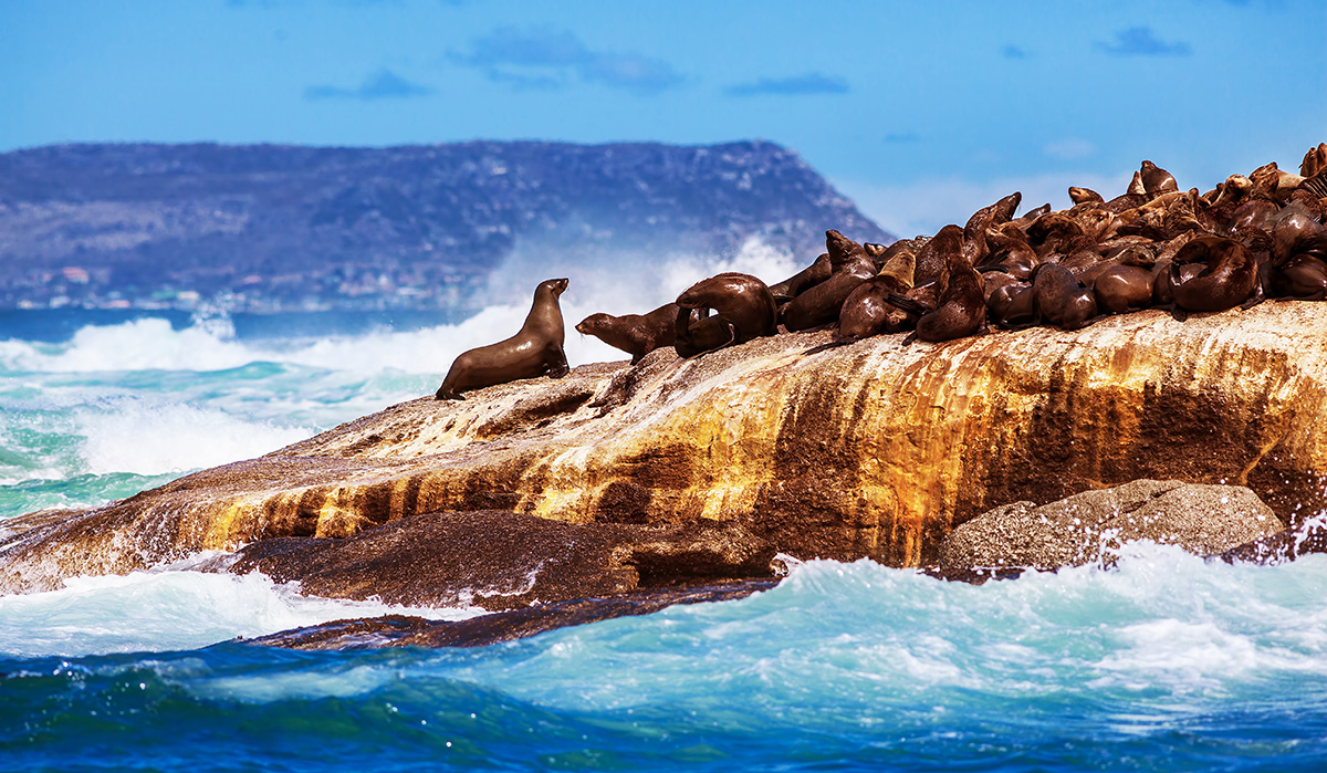 Seals in South Africa