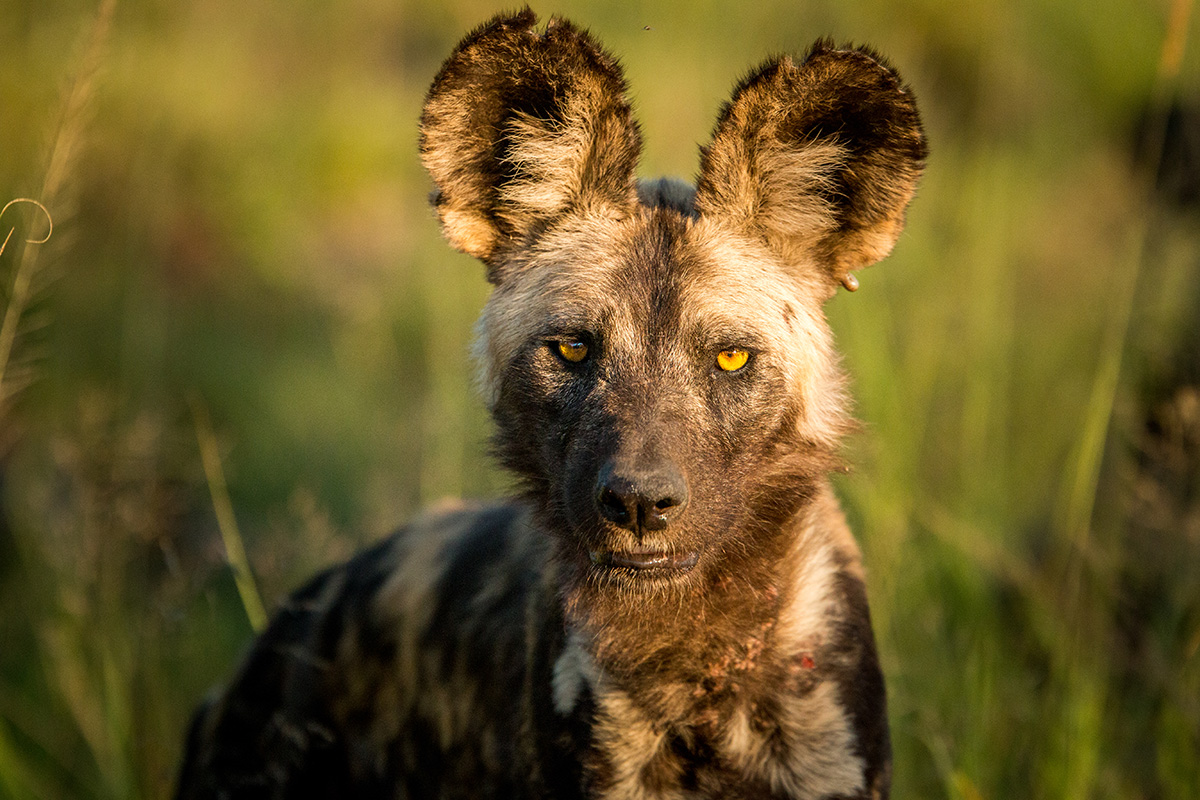 hyena in the Kruger National Park