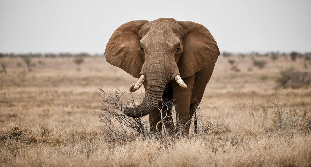 View the majestic Elephant while either on a day safari or 3 day camping safari in the Kruger with Kruger Park Hostel