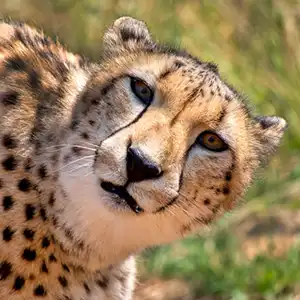 50 FAQs For First Time International Visitors To Kruger National Park - Blogartikel Kruger Park Hostel