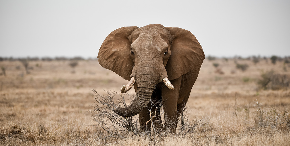 A lone elephant moves through the Kruger landscape, showcasing the raw and untamed beauty of the bush on a classic African safari.