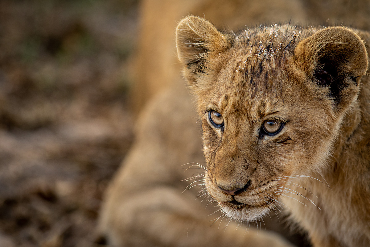 Lion cubs at play in Kruger National Park, offering an intimate glimpse into the softer side of the African bush.