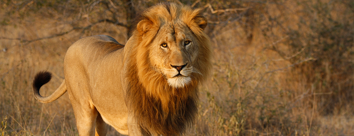 A dominant male lion resting in Kruger National Park, representing the power and majesty of Africa’s Big Five.
