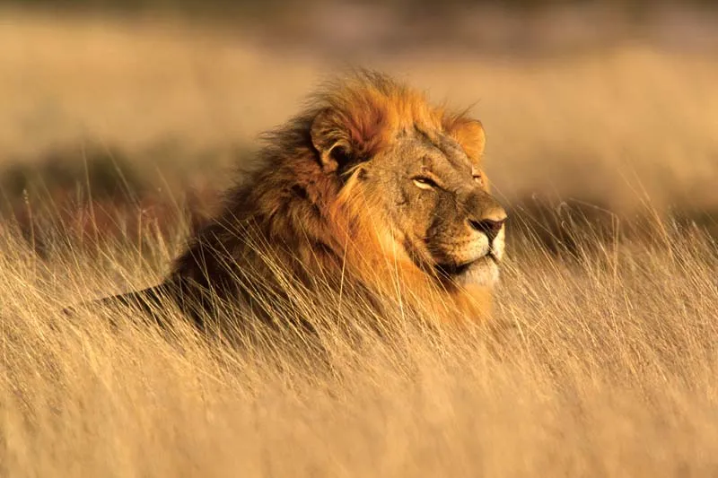 Lion in the Kruger National Park