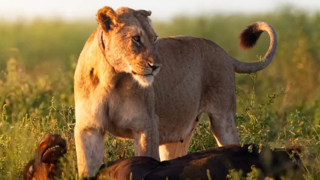 Nature doesn’t hold back out here… a lioness guarding her hard-earned meal in the heart of Kruger