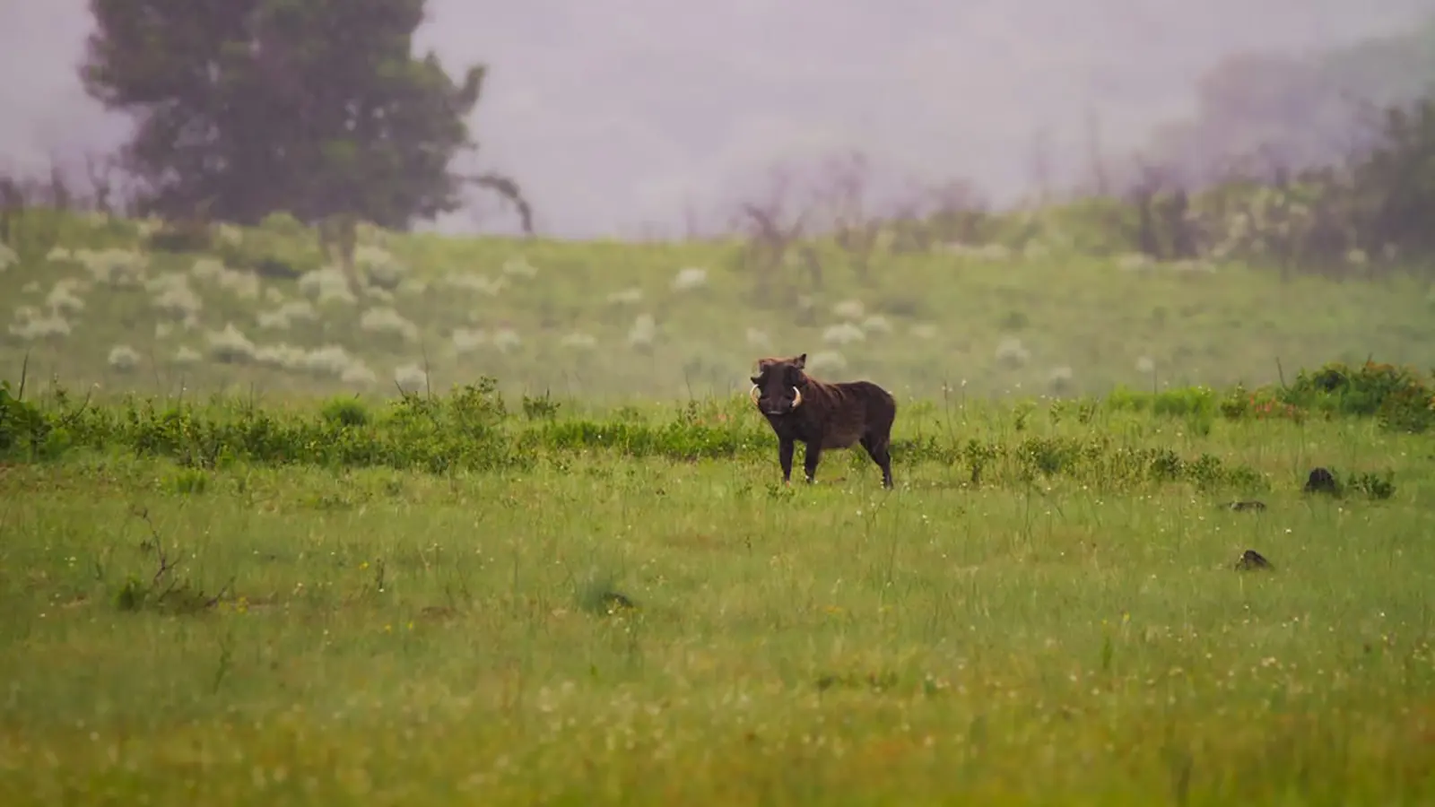 Morning mist, quiet roads… and one curious warthog watching us like we’re the rare sighting