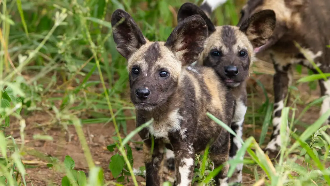 Caught in the magic of the bush… a playful pack of wild dog cubs turning an ordinary safari into something unforgettable