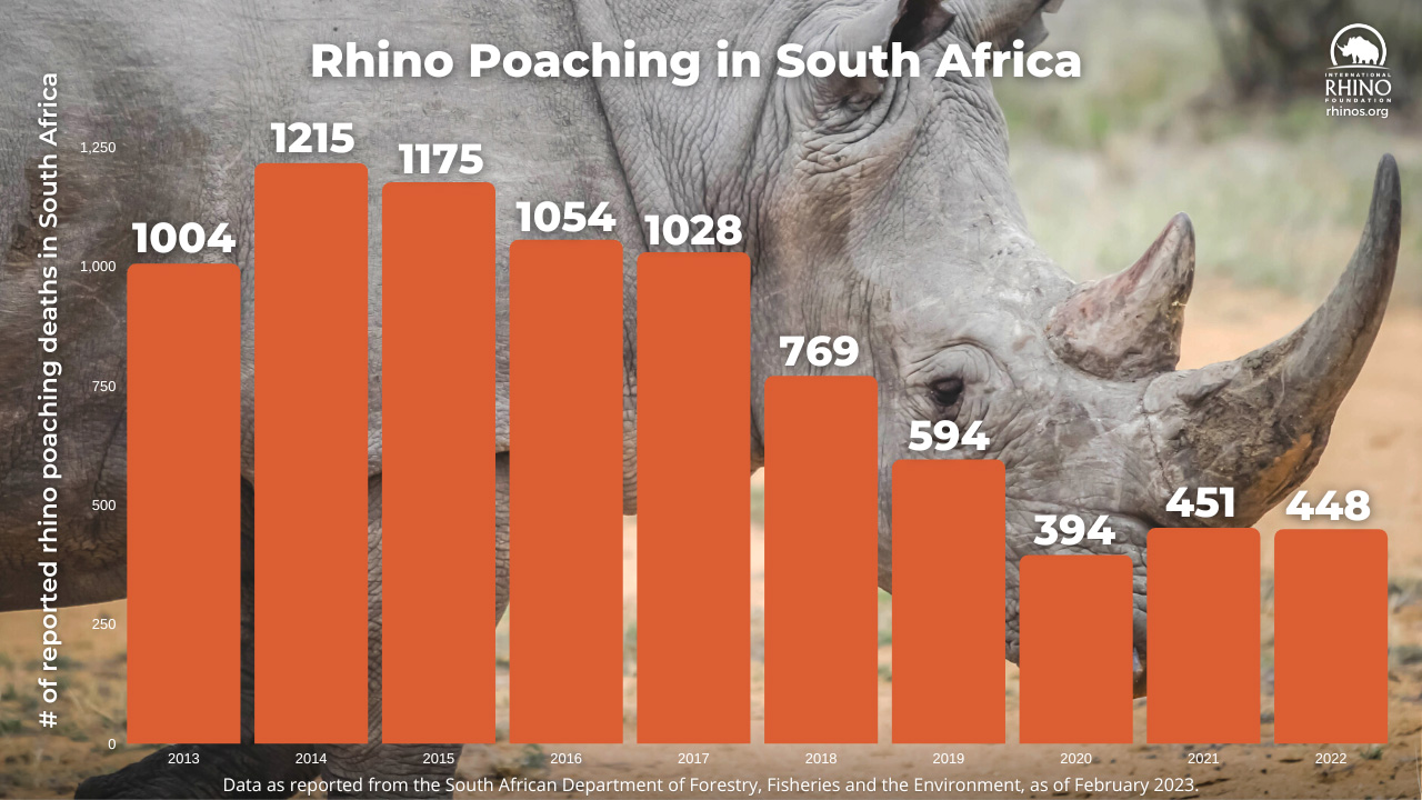 Chart of Number of Rhinos killed in South Africa