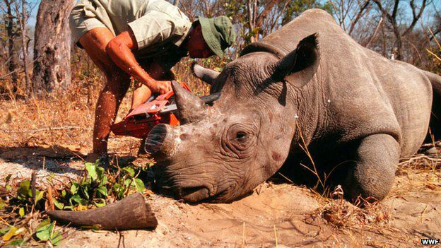Removing the horns from the Rhinos