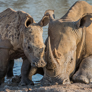 Conservation Efforts In Kruger Park
