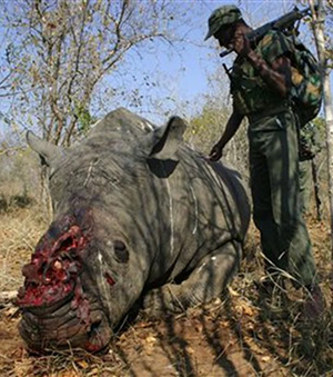 Rhino killed by poachers