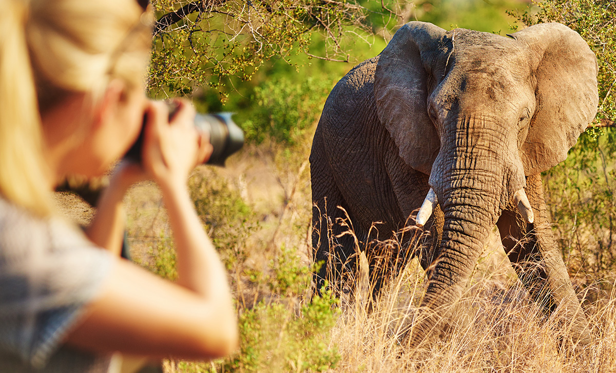 Take time out to go and photograph the Elephant in the Kruger