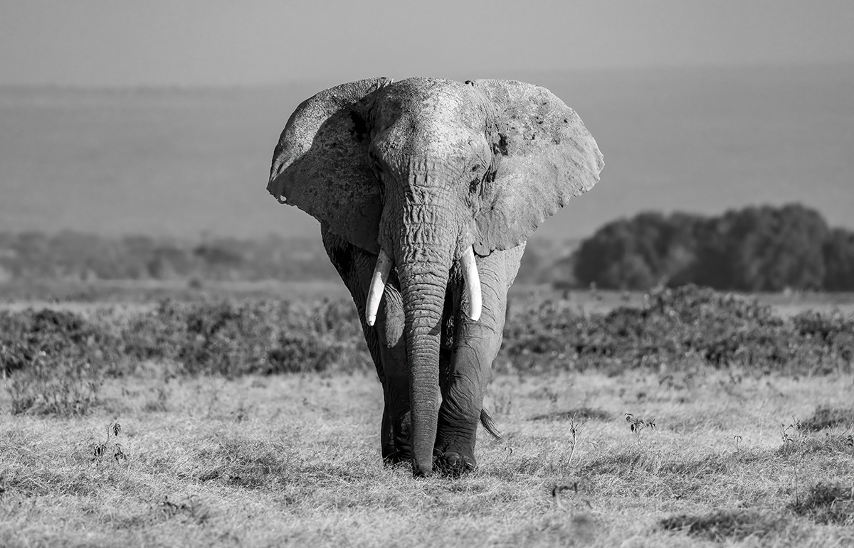 Elephants the Gentle Giants of Kruger National Park