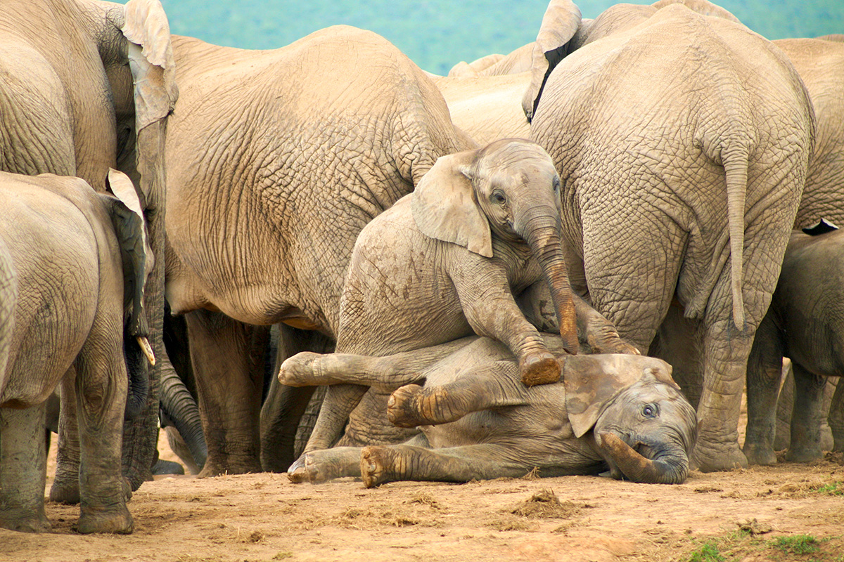 Herd of Elephants in the Kruger National Park